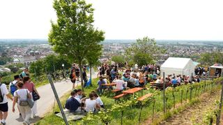 Die Weinlagenwanderung am 1. Mai ist das Aushängeschild des Bergsträßer Weinbauverbandes.