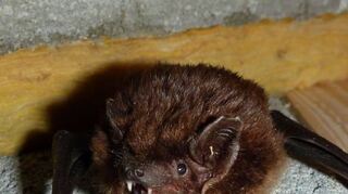 Die Breitflügel-Fledermaus ist streng geschützt.
