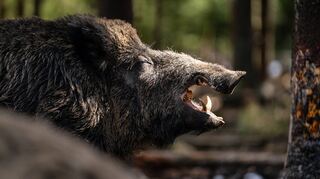 Wildschweine sollen wegen der Afrikanischen Schweinepest nicht aufgescheucht werden – weder von Hunden, Menschen noch von Mähdreschern.