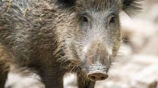 Die Afrikanische Schweinepest verläuft für die Tiere meist tödlich.