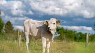 Drei Monate ist Liesels kleine Schwester Lotta jetzt alt und blickt stolz und zufrieden über ihre Einhäuser Weide. Ihr Fell hat die weiß-graue Farbe angenommen.