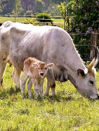 Lotta einen Tag nach ihrer Geburt Mitte April mit Mutter Donna.
