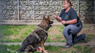 „Iron“ sollte Schutzhund werden. Leider haben die früheren Besitzer ihn völlig falsch erzogen. Katrin Hassanin und die Tierpfleger arbeiten jetzt mit ihm.