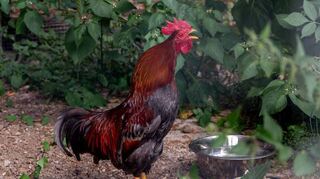 Dieser Hahn ist frisch im Tierheim eingetroffen und hatte sicher einen aufregenden Sonntagmorgen. Es wird sich noch zeigen, ob ihn sein Besitzer vermisst.