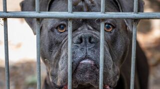 „Drax“ ist eine American Bulldog. Er hat in einer Shisha-Bar jemanden gebissen. Einen Besitzer konnte die Polizei nicht ermitteln.