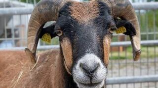 „Viktor“, das Kamerunschaf aus Hochstätten sucht auch ein Zuhause.