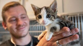Dieses Katzenjunge, noch namenlos, lebt gerade im Heppenheimer Tierheim.