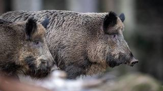 Die Afrikanische Schweinepest breitet sich vor allem über Wildschweine aus.