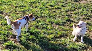 Elli (l.) und Lobo genießen den Freilauf auf der Heppenheimer Hundewiese.
