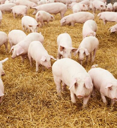 Die Afrikanische Schweinepest bedroht die Tierbestände bei Schweinehaltern in der Region.