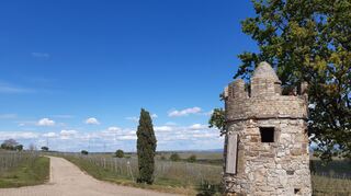 Wandern am Wingert entlang - was gibt es schöneres?