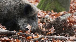 In Gebieten mit der höchsten Viruslast müssen nach Einschätzung des Kreises die Wildschweinbestände auf null gebracht werden.