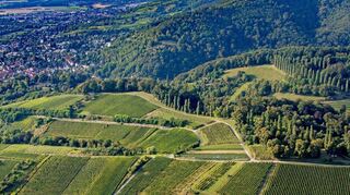 Blick auf die Weinberge oberhalb von Auerbach. Das Flurbereinigungsverfahren, in dessen Zuge unter anderem Wirtschaftswege ausgebaut und Hänge befestigt wurden, läuft seit mehr als 20 Jahren.