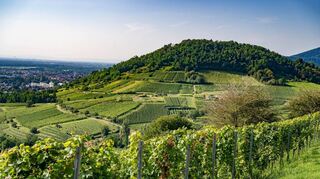 Blick von der Lage Heppenheimer Stemmler zum Hemsberg in Bensheim. Das idyllische Bild trügt darüber hinweg, dass das Weinbaujahr auch an der Hessischen Bergstraße bislang alles andere als einfach verlaufen ist.