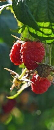 August ist die Zeit der Herbst-Himbeeren: „Die werden direkt hier gegessen.“