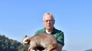 Mehr Waschbären wegen Schweinepest? Eberhard Ulmen, Jagdaufseher des Kirschhäuser Reviers II, zeigt ein Tier und auch das Gebiss eines Waschbären.