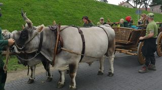 Die Lauresham-Rinder, geführt von Claus Kropp, brachten die Tabakernte im Leiterwagen bis zur Königshalle. Auf dem Rückweg durften einige Interessierte mitfahren.