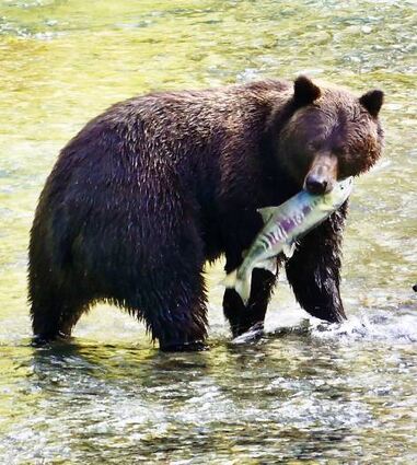 Der „Salmon-Run“ ist eigentlich vorbei, doch dieser Bär hat noch einen guten Fang gemacht.
