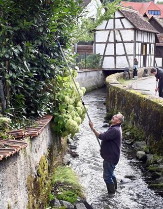 Kerweputz in Schlierbach / Damit der Ort mit der Kerb manierlich aussieht, wurde, vom Ortsvorstand initiiert und mit Schlierbacher Bürgern durchgführt, rund um Schlierbach, dem Bachbett an der Bässch am Kirch-/Kerweplatz und am Kriegerdenkmal geputzt., Unkraut entfernt, Blumen und Bäume gerichtet, die Straße gekehrt und gesäubert .
Foto: Jürgen Strieder