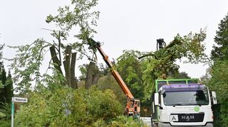Die Sommerlinde auf dem alten Friedhof in Beedenkirchen wurde gestern stark gestutzt.