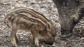 Bei gutem Futter gibt’s mehr Nachwuchs: Jäger machen sich Sorgen, dass die Zahl der Wildschweine in der Region wegen des Jagdverbots stark ansteigt.
