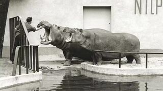 Symbol für den Überlebenswillen der geteilten Stadt: Flusspferd Knautschke, das den Bombenhagel überlebt, hier mit Gefährtin Bulette in den 1950er Jahren.