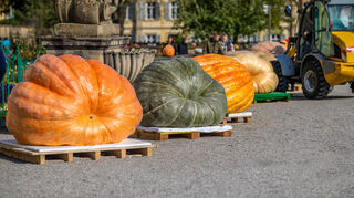 Bei der Europameisterschaft im Kürbiswiegen treten Riesenkürbisse gegeneinander an.
