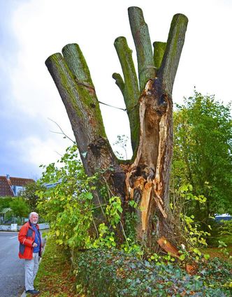 Ulrich Rieckher vor der Linde auf dem Alten Friedhof. Nach Sturmschäden wurde von dem ehemals imposanten Baum die komplette Krone entfernt.