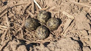 Der Kiebitz steht auf der Roten Liste der stark gefährdeten Arten. In Lorsch baute sich ein Vogelpaar jetzt ein Nest in einem Rübenacker und brütete vier Eier aus. Dass der Nachwuchs schlüpfte, ist auch den Vogelschützern zu verdanken.
