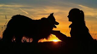 Der Hund gilt auch als der beste Freund des Menschen.