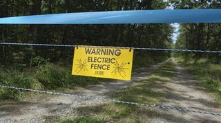 Trotz des Elektrozauns wurde jetzt auch außerhalb der Restriktionszone ein an der Afrikanischen Schweinepest verendetes Wildschwein gefunden.