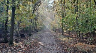 Der Herbstwald bei Neuschloß.