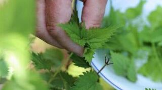 Die Brennnessel ist ein echter Eisenlieferant.