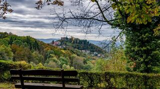 Der Lindenfelser Wald zeigt sich aktuell im herbstlichen Gewand. Neben Buchen und Fichten sind im Stadtwald auch Edellaub-hölzer, Lärchen und Kiefern zu finden.