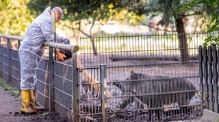 Unser Archivbild aus dem Juli 2024 zeigt, dass das Wildgehege damals nur in Schutzkleidung betreten werden durfte. Nun mussten die Tiere aus dem Park getötet werden.