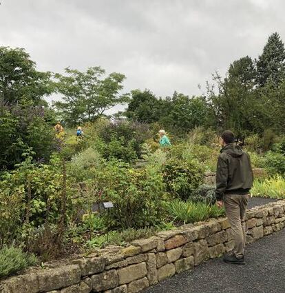 Zahlreiche Heilpflanzen wachsen im Lorscher Kräutergarten.