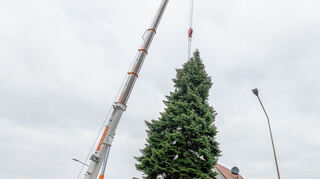 Der Baum für den Marktplatz wuchs seit 55 Jahren im Garten von Familie Gaber in der Schwanheimer Straße