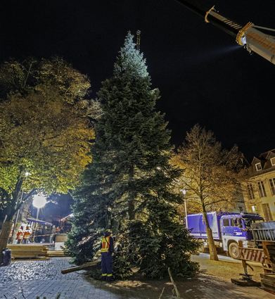 bbe, Bensheim, Bensheimer Riesentanne wird auf dem Marktplatz aufgestellt, ,, Bild: Thomas Neu