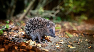 Igel können bei milden Temperaturen noch bis Ende Dezember unterwegs sein