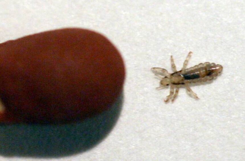 Wann Hört Das Jucken Nach Läusebehandlung Auf www.bergstraesser-anzeiger.de