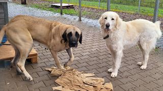 Der freundliche Kuvasz-Rüde Samu (re.), hier mit einem Kangal-Rüden, wartet im Heppenheimer Tierheim mit 29 anderen Hunden, ebenso vielen Katzen sowie zahlreichen Kleintieren und Vögeln auf ein neues Frauchen oder Herrchen.