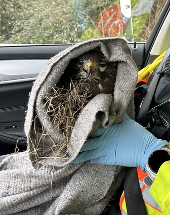 Mit der richtigen Pflege und Fürsorge soll der Vogel nun wieder aufgepäppelt werden, um bald in die Freiheit zurückzukehren.