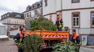 bbe, Feuerwehr sammelt Weihnachtsbäume ein, ,, Bild: Thomas Neu