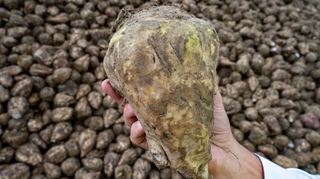 Anbaugebiete von Zuckerrüben für das Werk Offstein sind Hessisches Ried, Odenwald, Pfalz, Rheinhessen, Taunus und Wetterau.