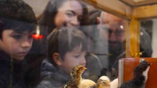 Beim Ostermarkt sorgt das Schlüpfen der Küken im Schaubrüter immer für große Freude bei den Besuchern.