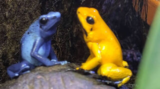 Im Schulvivarium der Liebfrauenschule leben unter anderem Schreckliche Pfeilgiftfrösche, diese auffällig goldfarbenen Frösche aus Kolumbien gelten als die giftigsten der Welt – allerdings nur in freier Wildbahn.