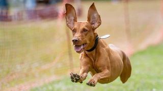In Zwingenberg wurde in den vergangenen Jahren mehrfach die Möglichkeit diskutiert, eine umzäunte Spielfläche für Hunde auszuweisen.