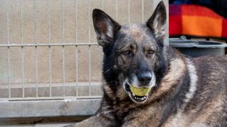 Auch 2025 wird für die Tierheime wieder herausfordernd. Umso wichtiger sind Spenden, die die Versorgung der Tiere sicherstellen.