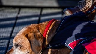 Lieber nur kurz verweilen: Hunde können im Winter schnell unterkühlen, besonders beim unbeweglichen Warten im Freien.