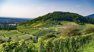 Bieten sich ideal für ein romantisches Picknick an: die Weinberge der Bergstraße. Hier der Hemsberg.